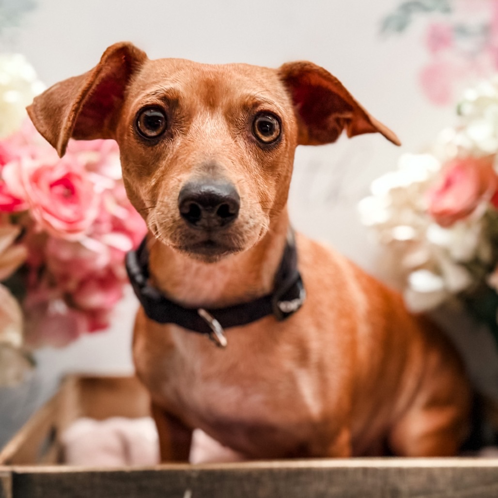 ARK Pet Rescue - 🐶 Pet(s) of the Week 🐶 Each week we plan... | Facebook