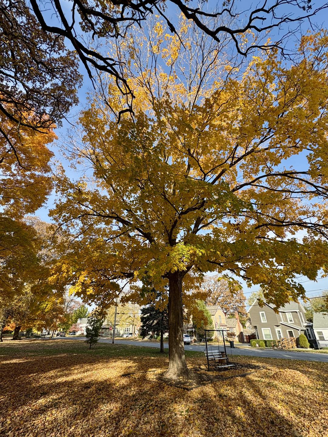 Rensselaer Urban Forestry Council - Congratulations to Logan Ritter ...
