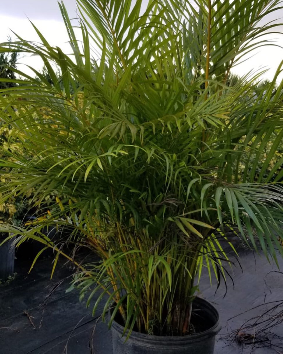 Double M Nursery