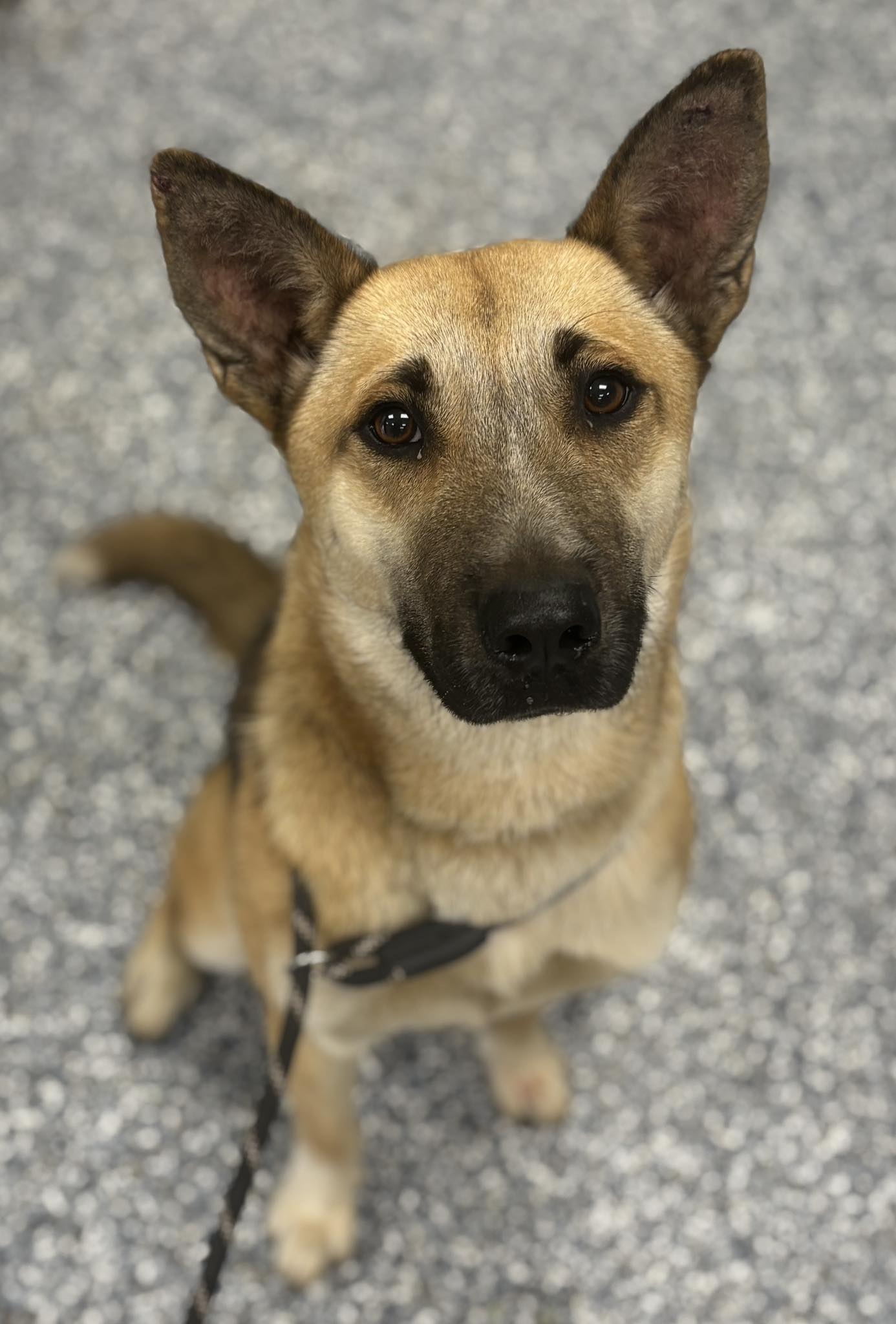 Carthage - This adorable German Shepard mix is Turbo. He was found in ...