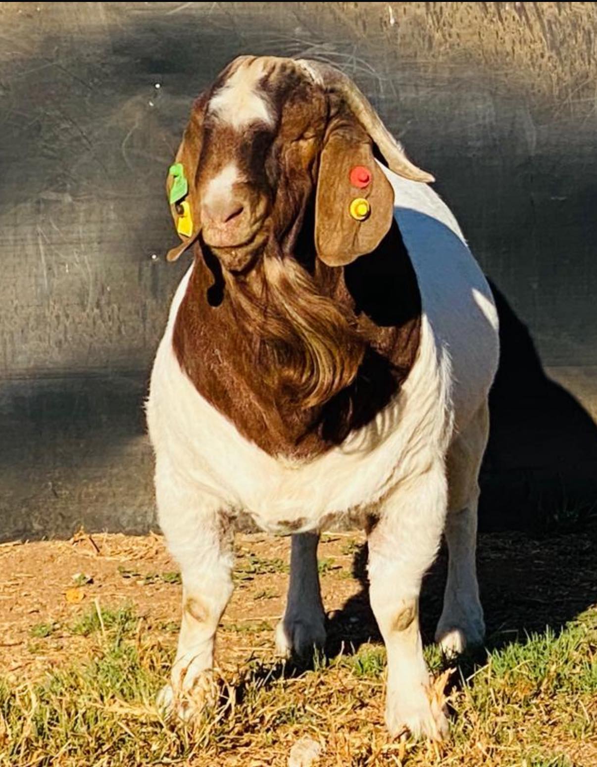 Bushra - Allahumma Barik.. Bushra Stud - Kalahari Reds & Boer Goats 💫 ...