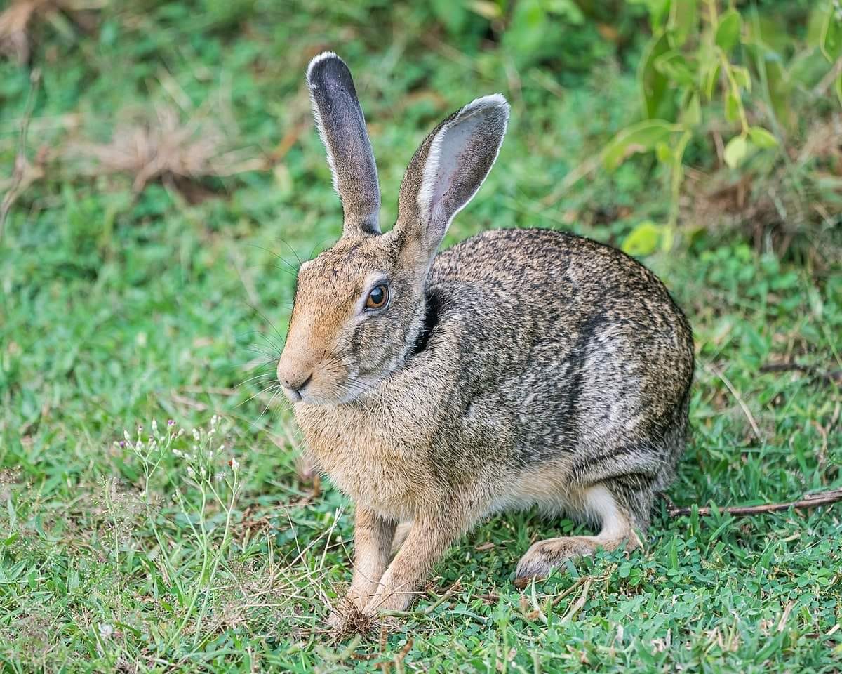 Rabbitty - ซึมซึม🐇