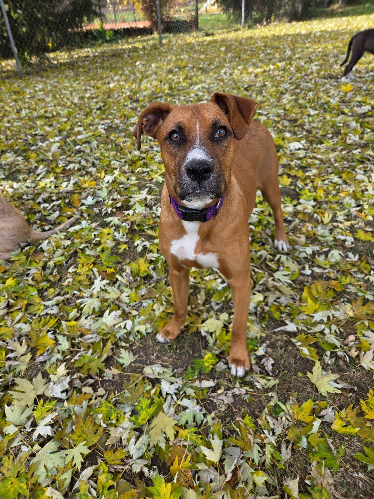 Meet Lottie She is a 6 month old Boxer mix of sweetness and  