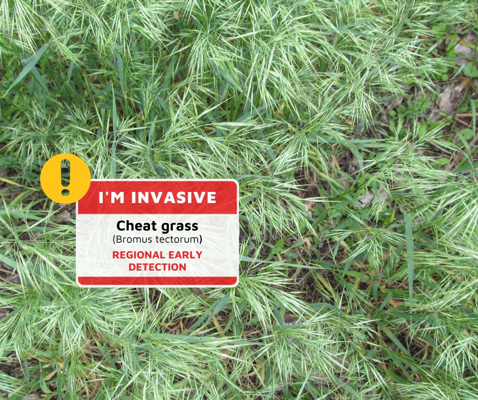 Peace - 🔎 Can you spot this invasive? 🌿CHEAT GRASS🌿 🚧 This is a ...