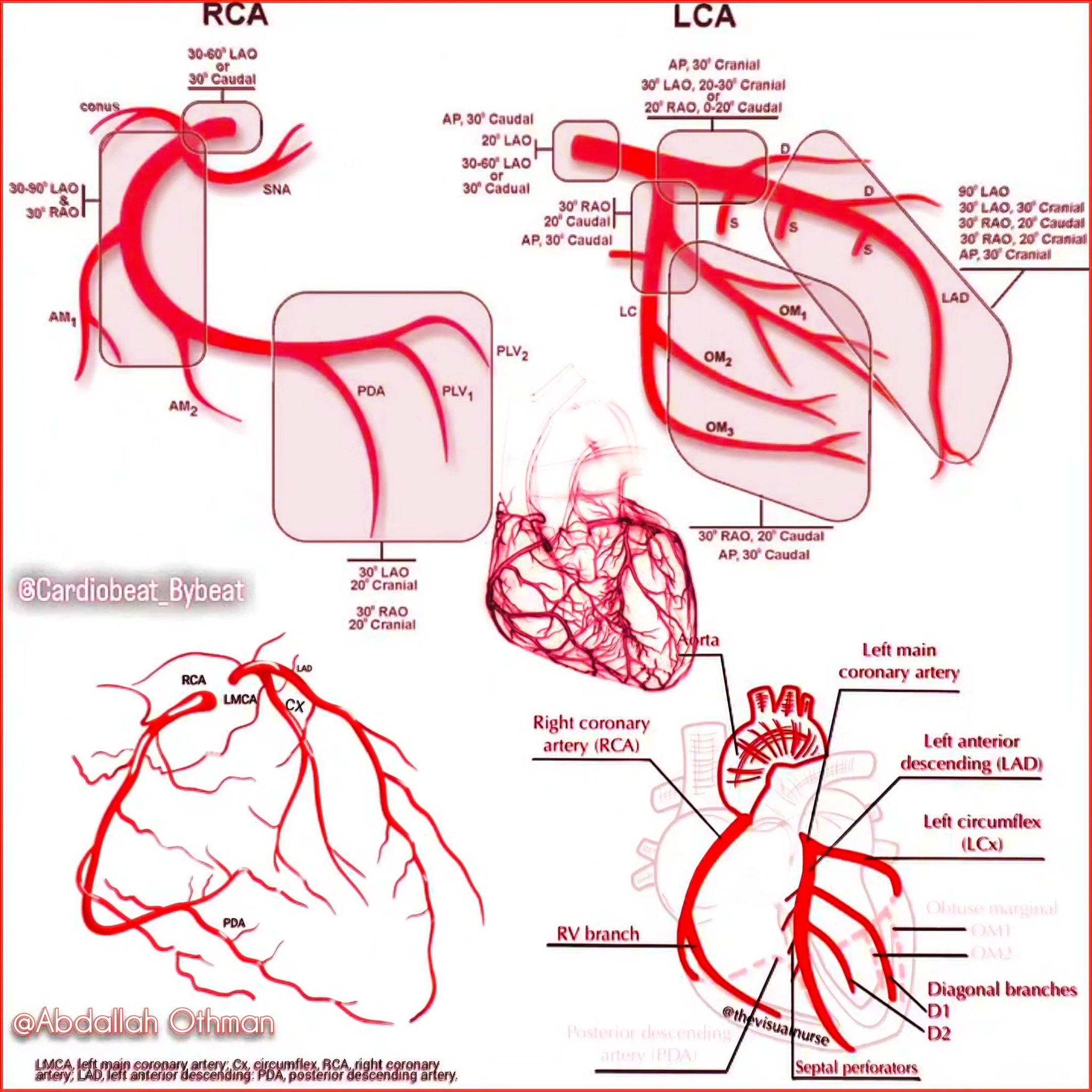 Abdallah Othman - 🚩🫀 Coronary Artery Diagram: Explore this... | Facebook
