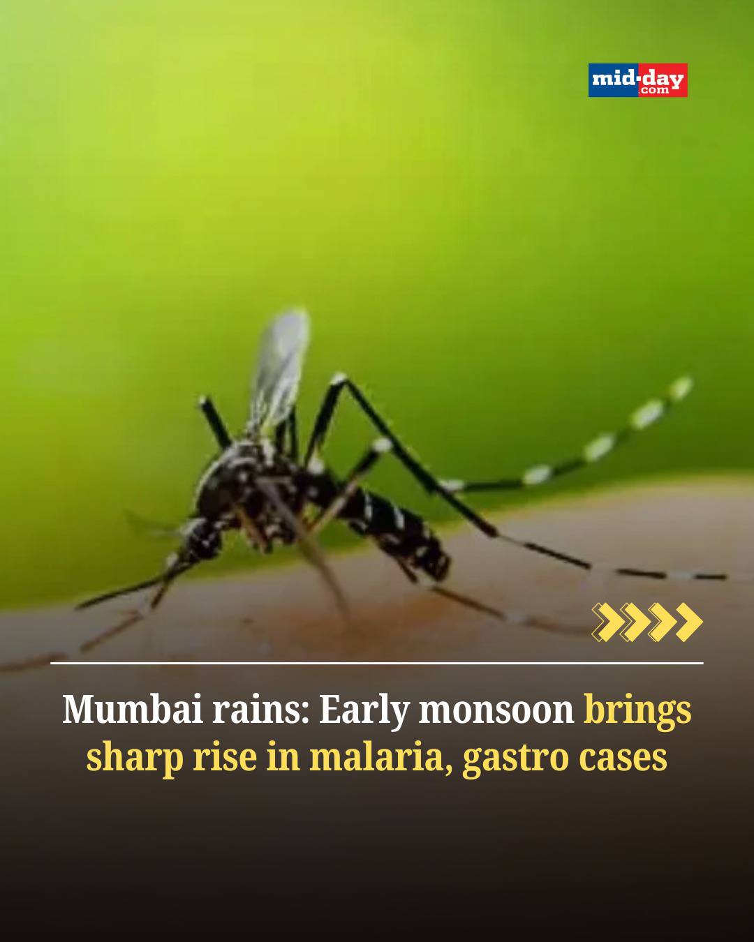 MiD DAY - A sharp 39% rise in malaria cases has hit... | Facebook