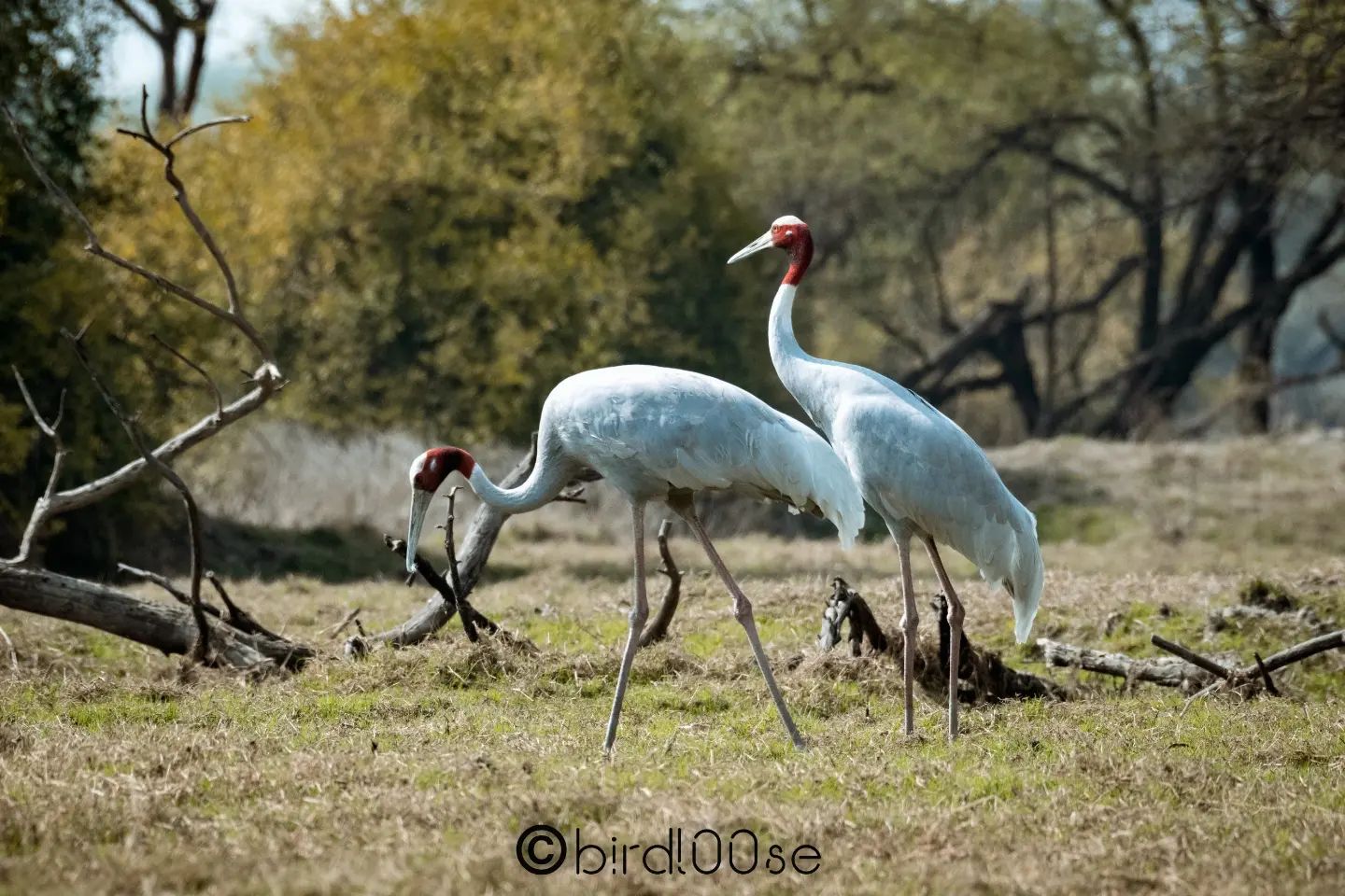Prajwal Rai - Sarus Crane pair (swipe): The Sarus crane is... | Facebook