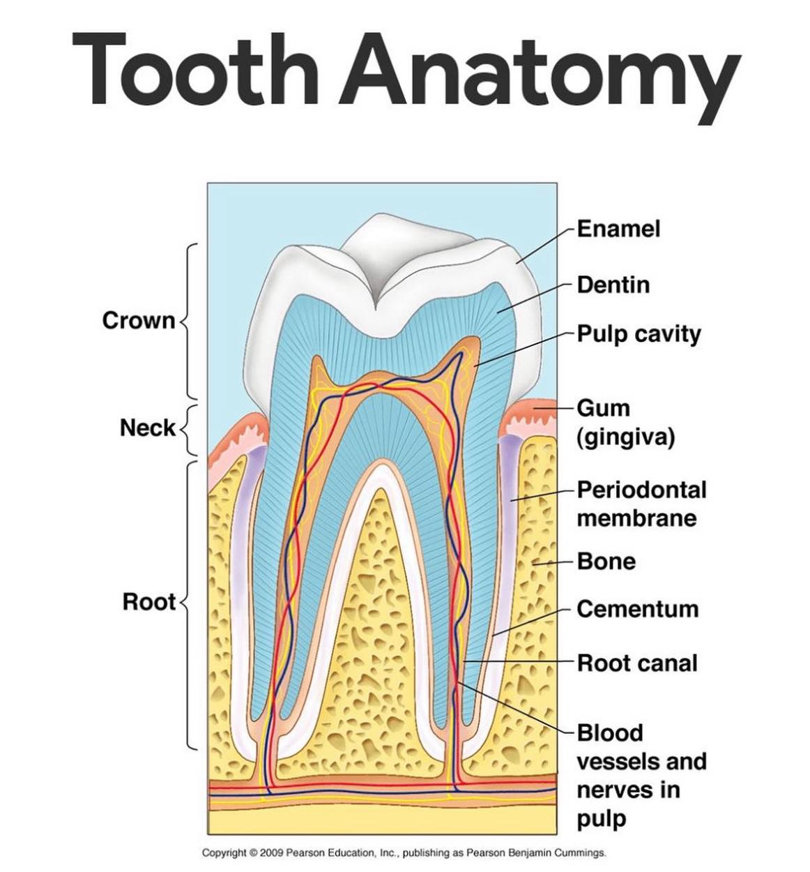 Philadelphia - • 🦷 TOOTH ANATOMY 🦷 • 1. **Enamel** - The hardest ...