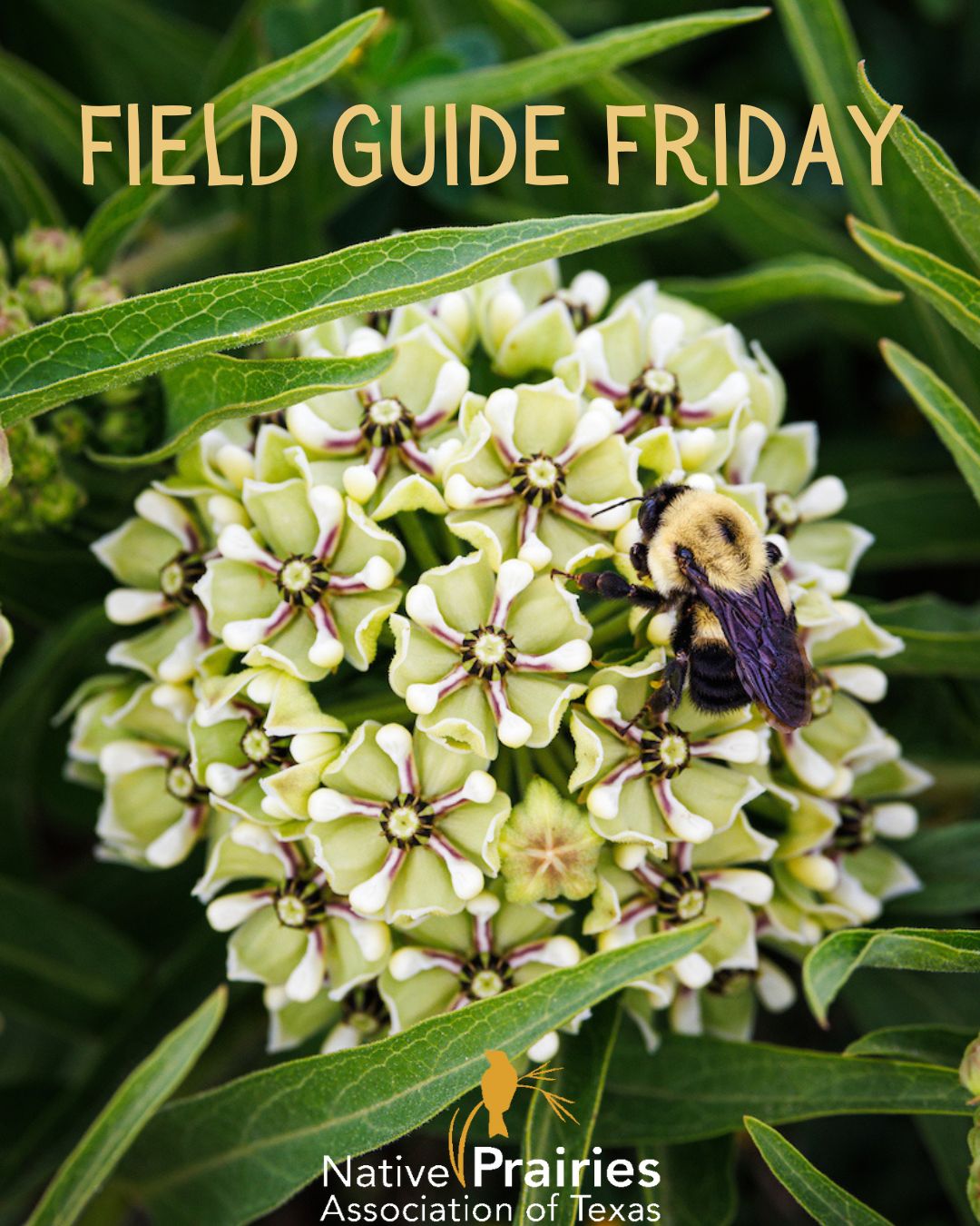Native - Field Guide Friday: Antelope Horn Milkweed (Asclepias asperula ...