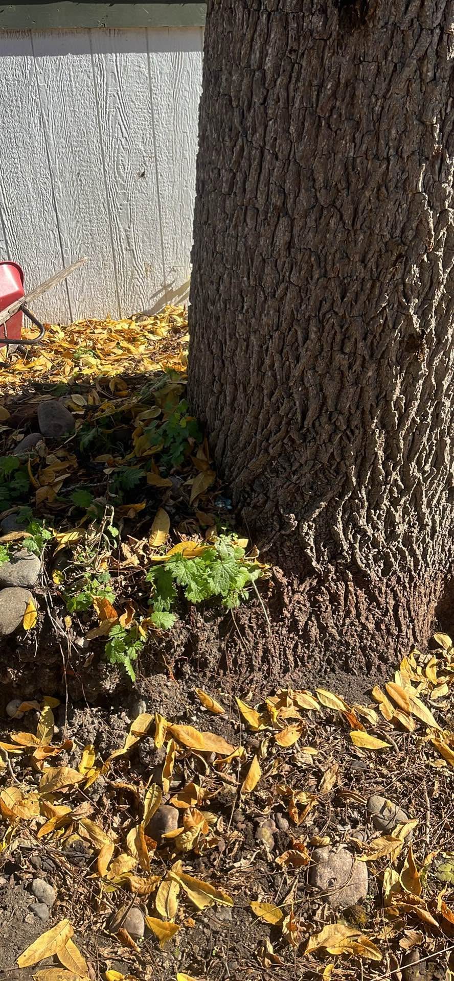 Large black walnut tree for harvest 🌳 valuable wood***MAKE*OFFER ...