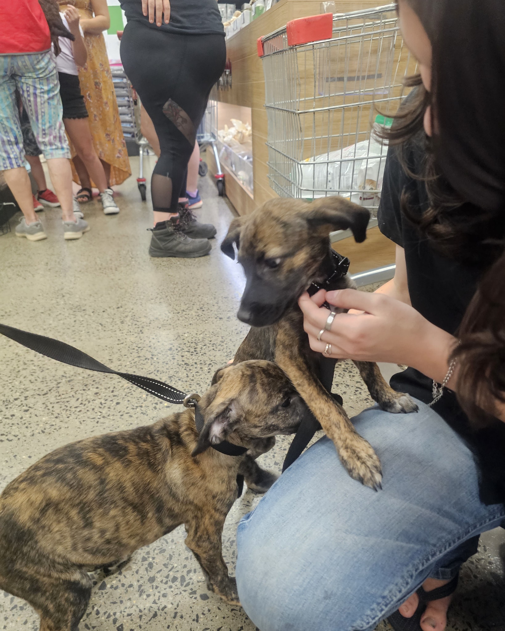 North Qld Animal Rescue... - North Qld Animal Rescue Inc.