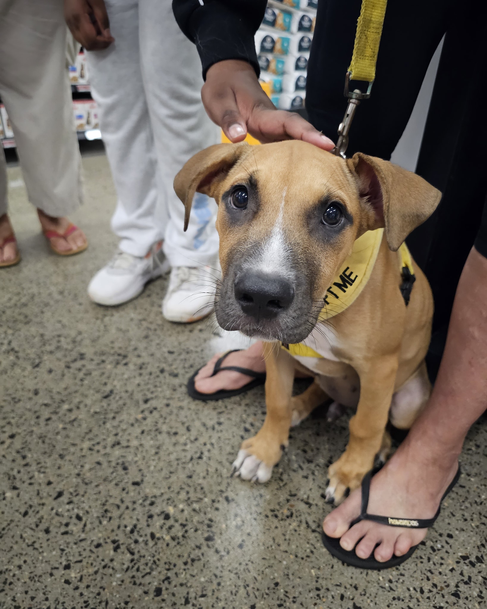 North Qld Animal Rescue... - North Qld Animal Rescue Inc.