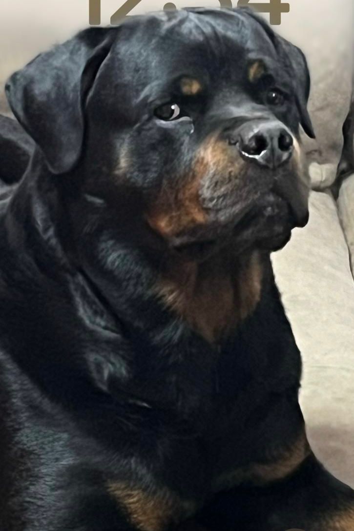 Cuccioli di Rottweiler