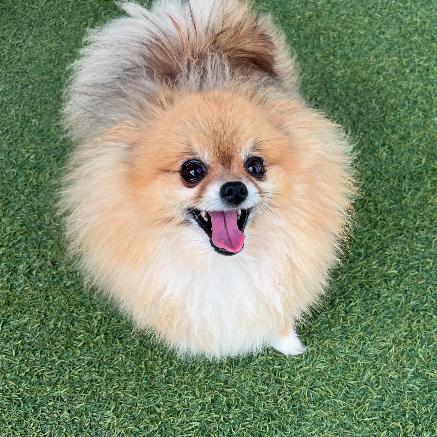 Spring Creek Kennel &... - Spring Creek Kennel & Cattery