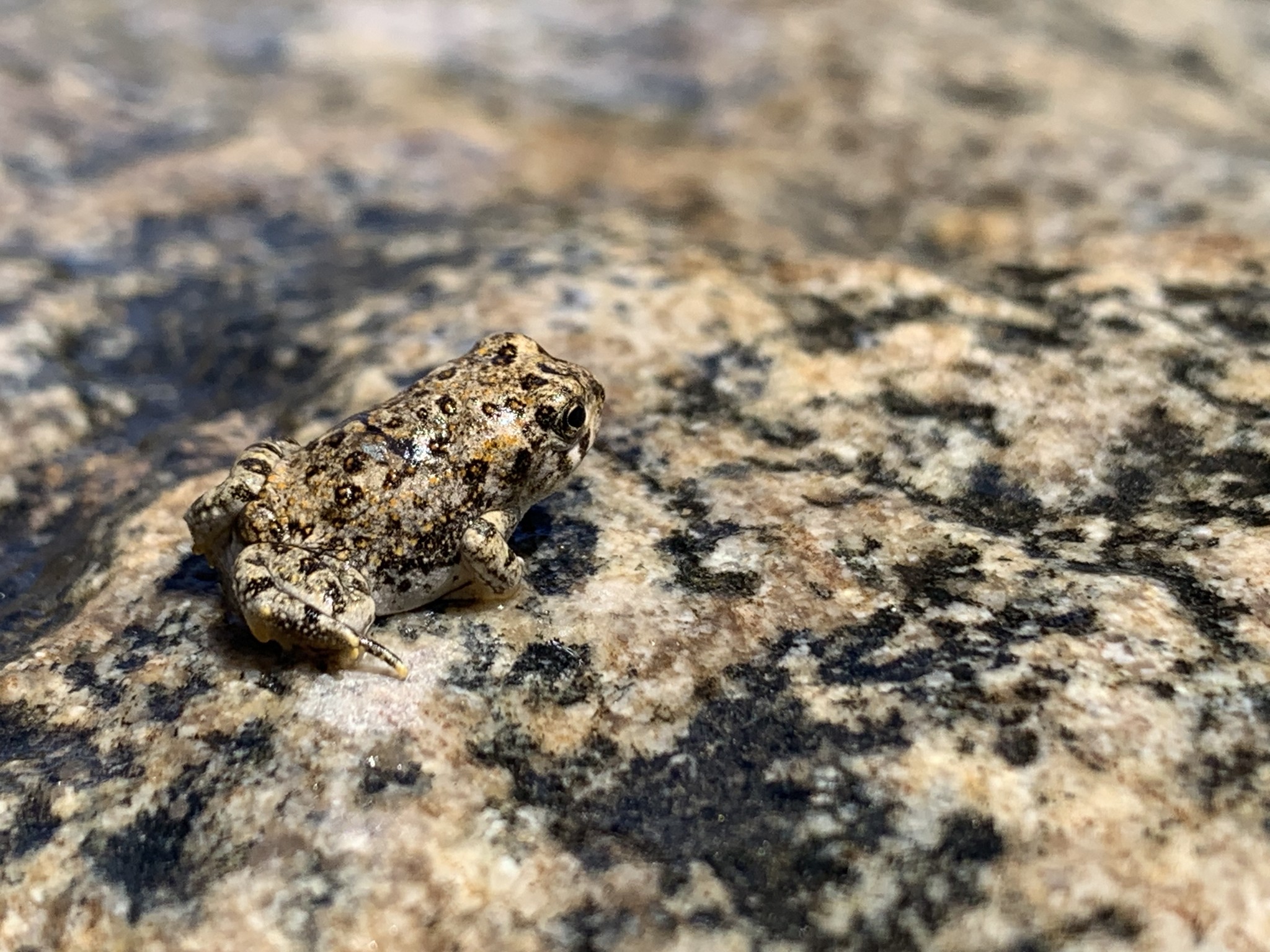 U.S. - Nice camo. 😎 During a survey in early July, our biologists ...