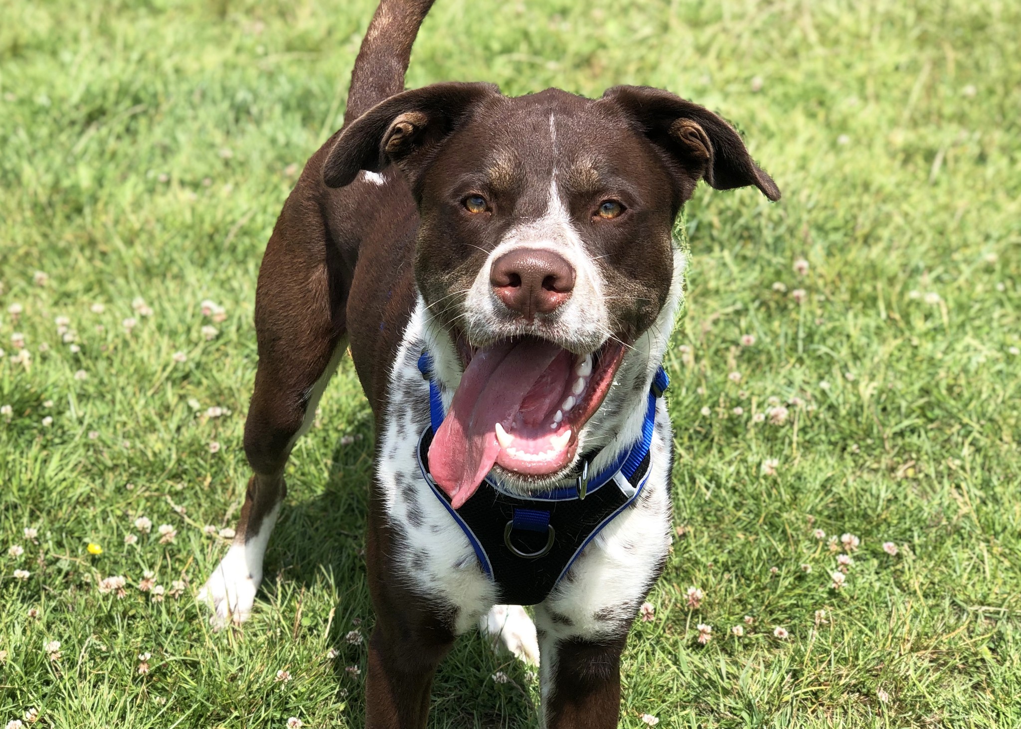 MEET BAILEY 😍💙 Bailey is... - Danaher Animal Home - RSPCA | Facebook