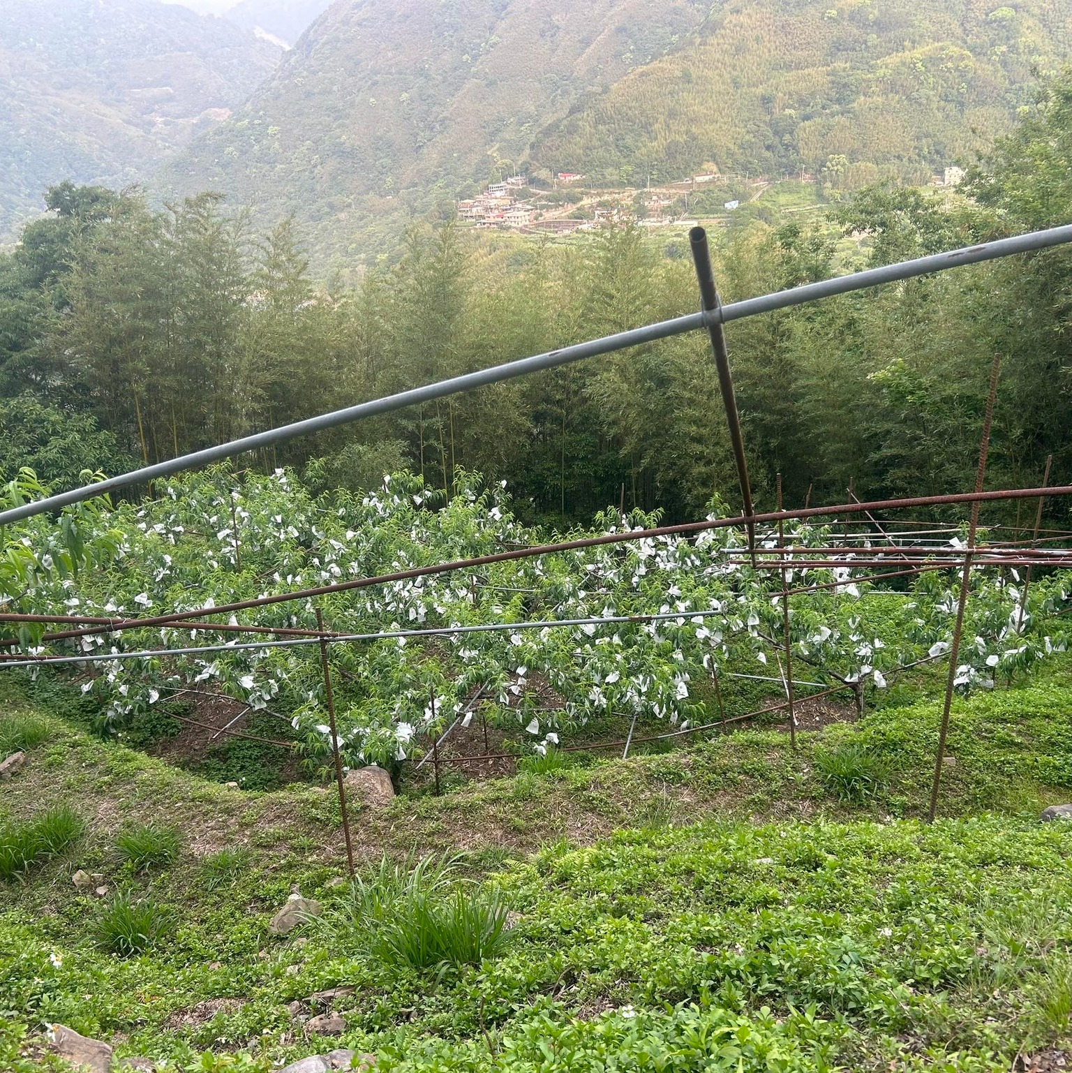 高慧琳