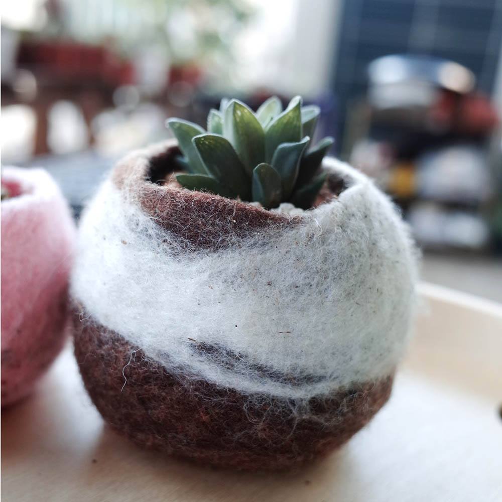 在森林和圓嘢 Forest Round Round - ∇春庭樂 Haworthia retusa var. mutica∇ 阿福花亞科 十二 ...