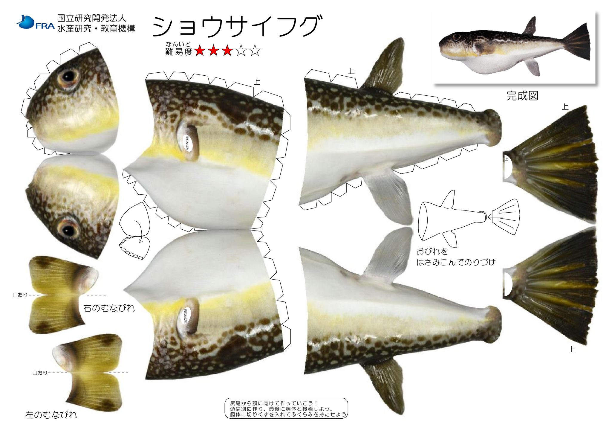 ショウサイフグのペーパークラフトをUpしました。漢字では潮際河豚とも 