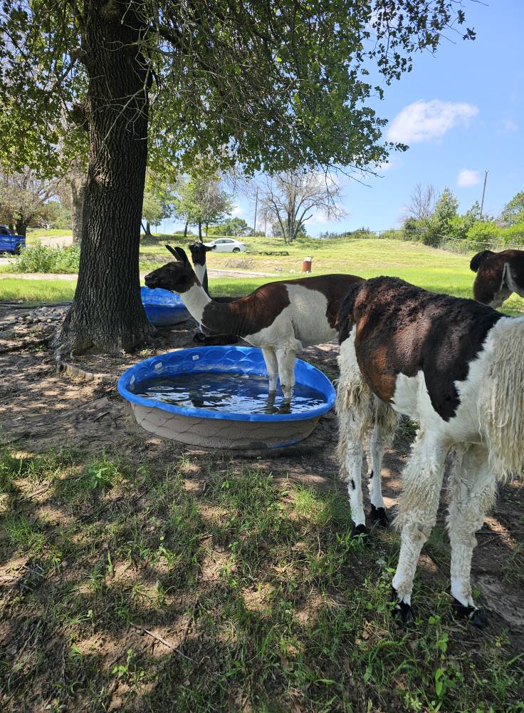 Valley of Hope Ranch Llamas | Weatherford TX