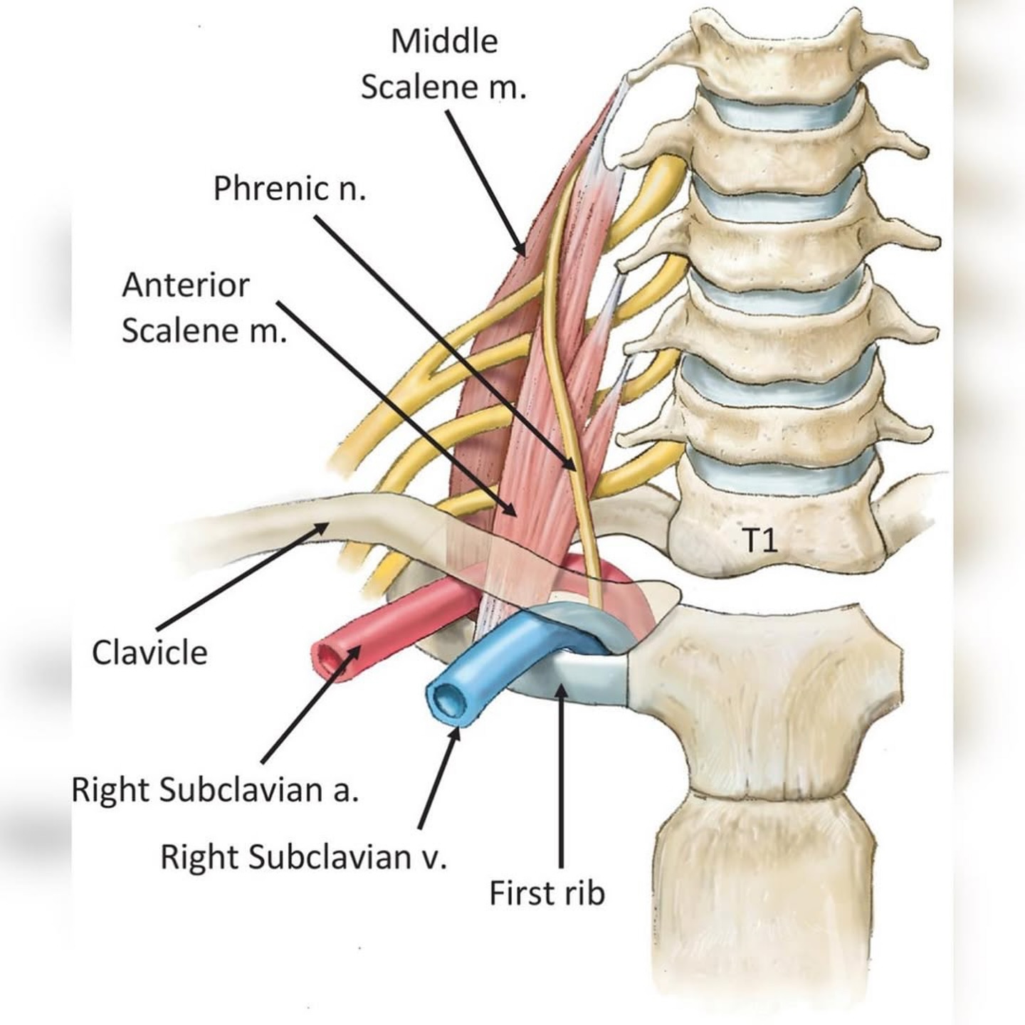 PhysioOsteoBook - PhysioOsteoBook added a new photo.