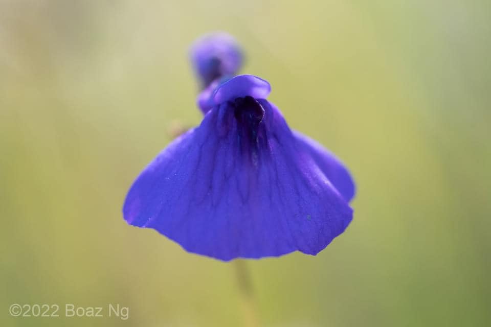 Fierce Flora - A rare Utricularia dichotoma mutation where...