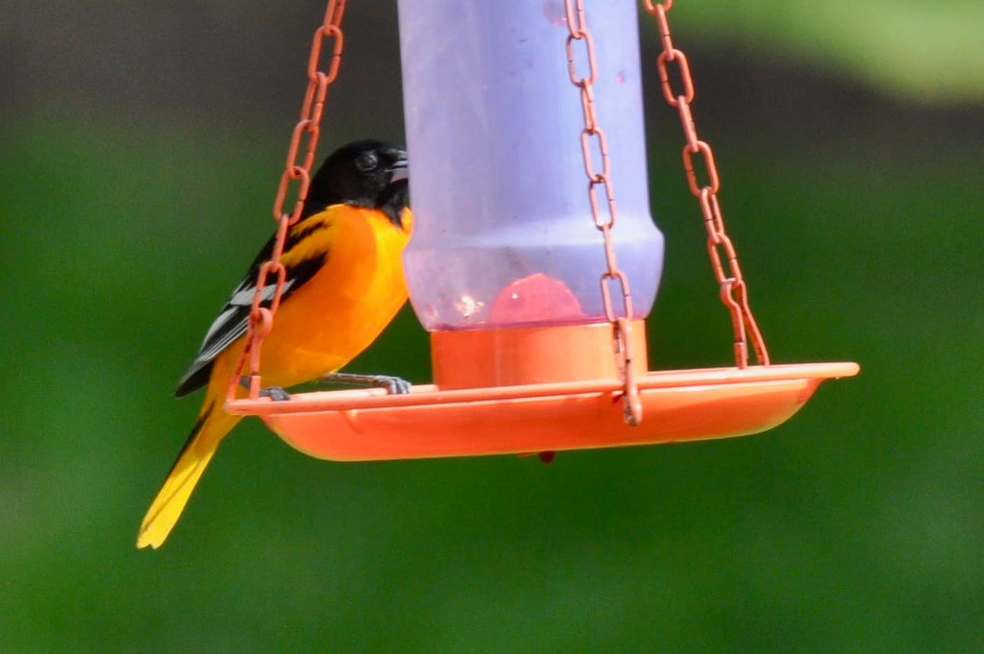 orange birdさま Bright fluorescent orange bird in Pennsylvania