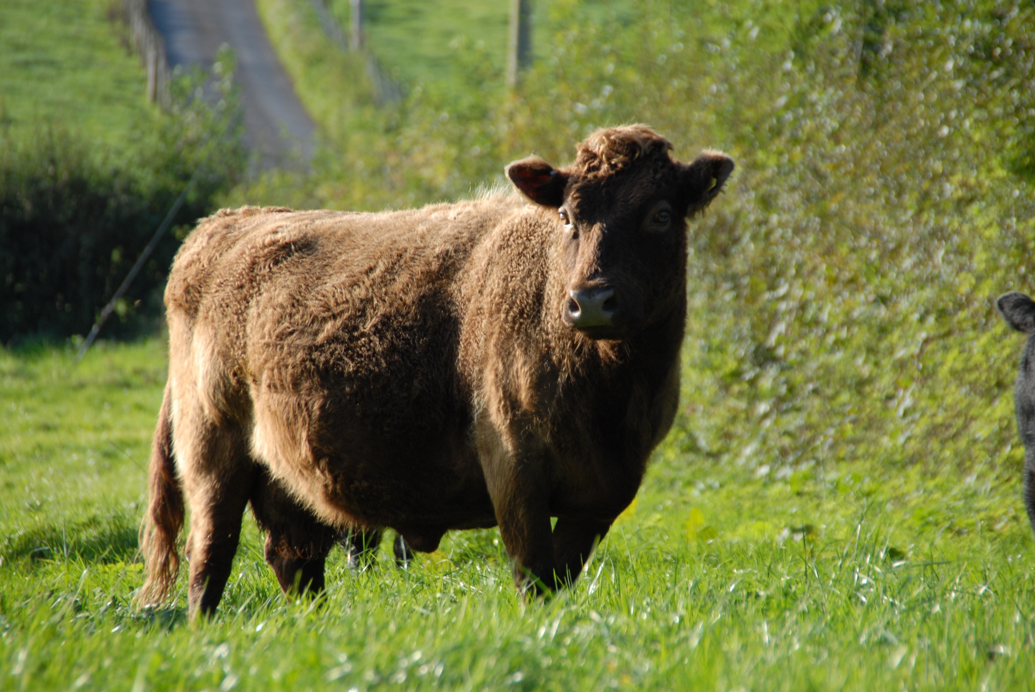 Duffryn Dexters - Nutlin Ginger Spice a fantastic cow.... | Facebook