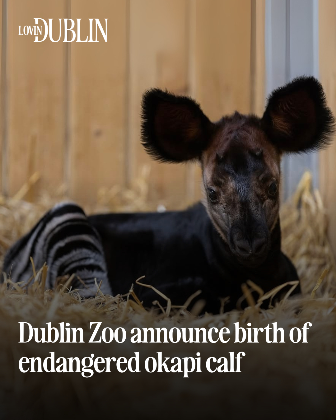 Lovin - Dublin Zoo have announced the birth of a rare and endangered ...