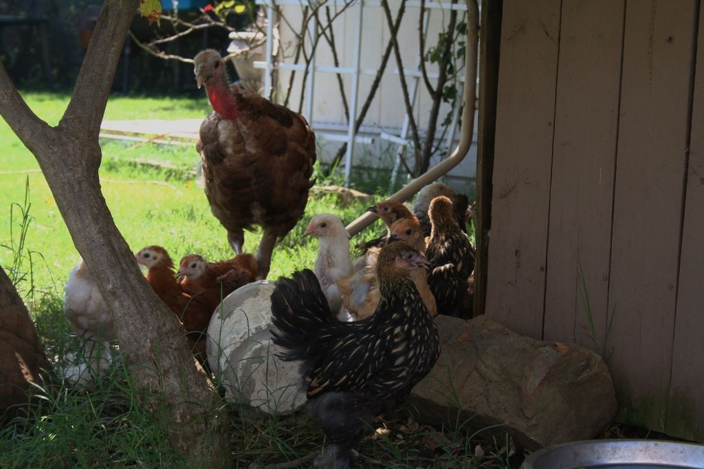Taking Root Farm & Nursery | Rhome TX