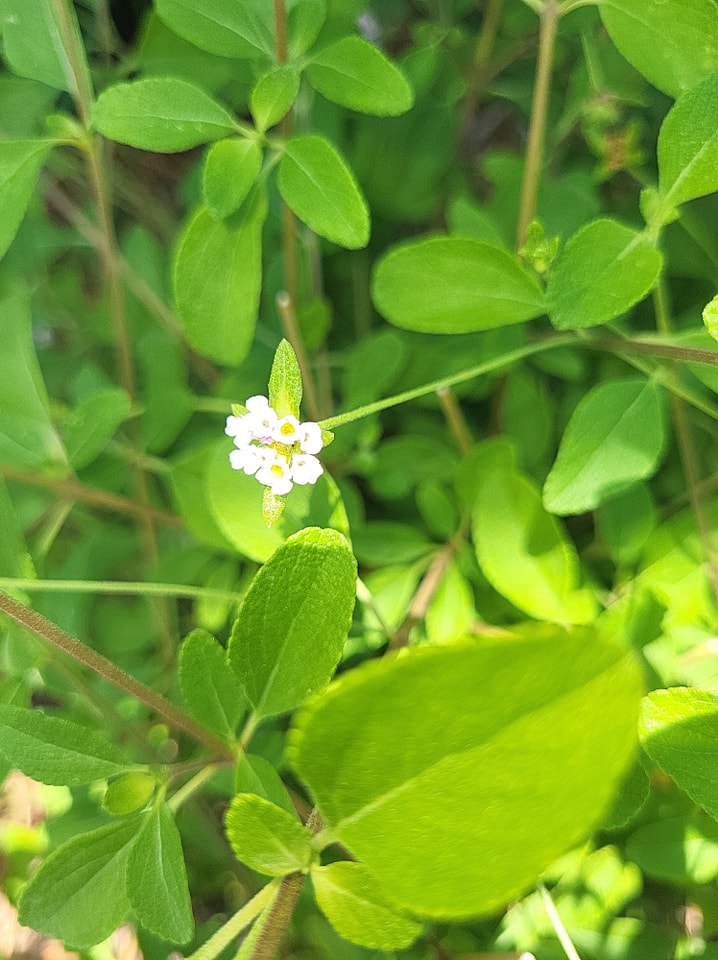 Buttonsage/ Lantana... - Butterfly Habitat Restoration | Facebook