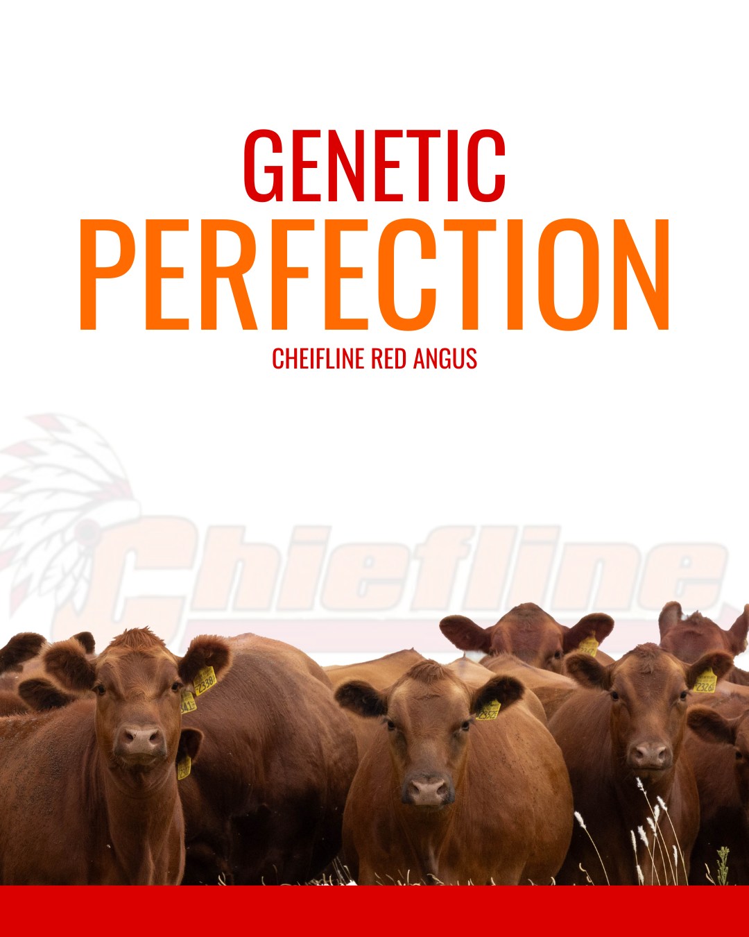 Chiefline Red Angus | Abernathy TX