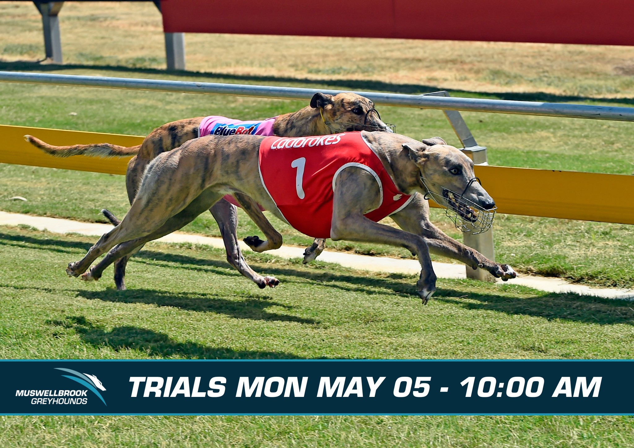 Muswellbrook Greyhounds | Muswellbrook NSW