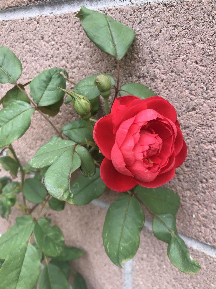 La - Hermosa Rosa 🌹 | Facebook