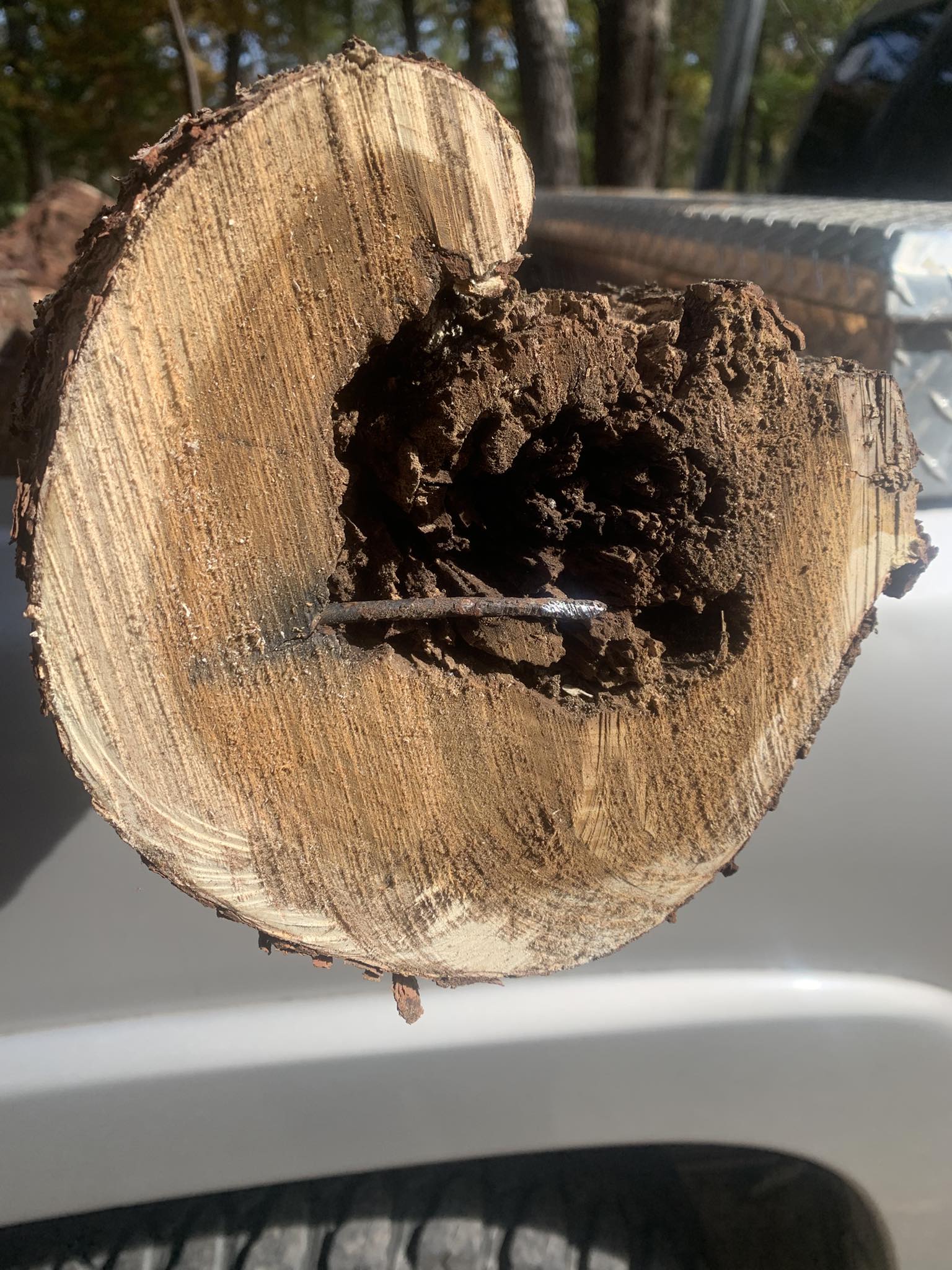 Tree Munks Tree Service | Signal Mountain TN