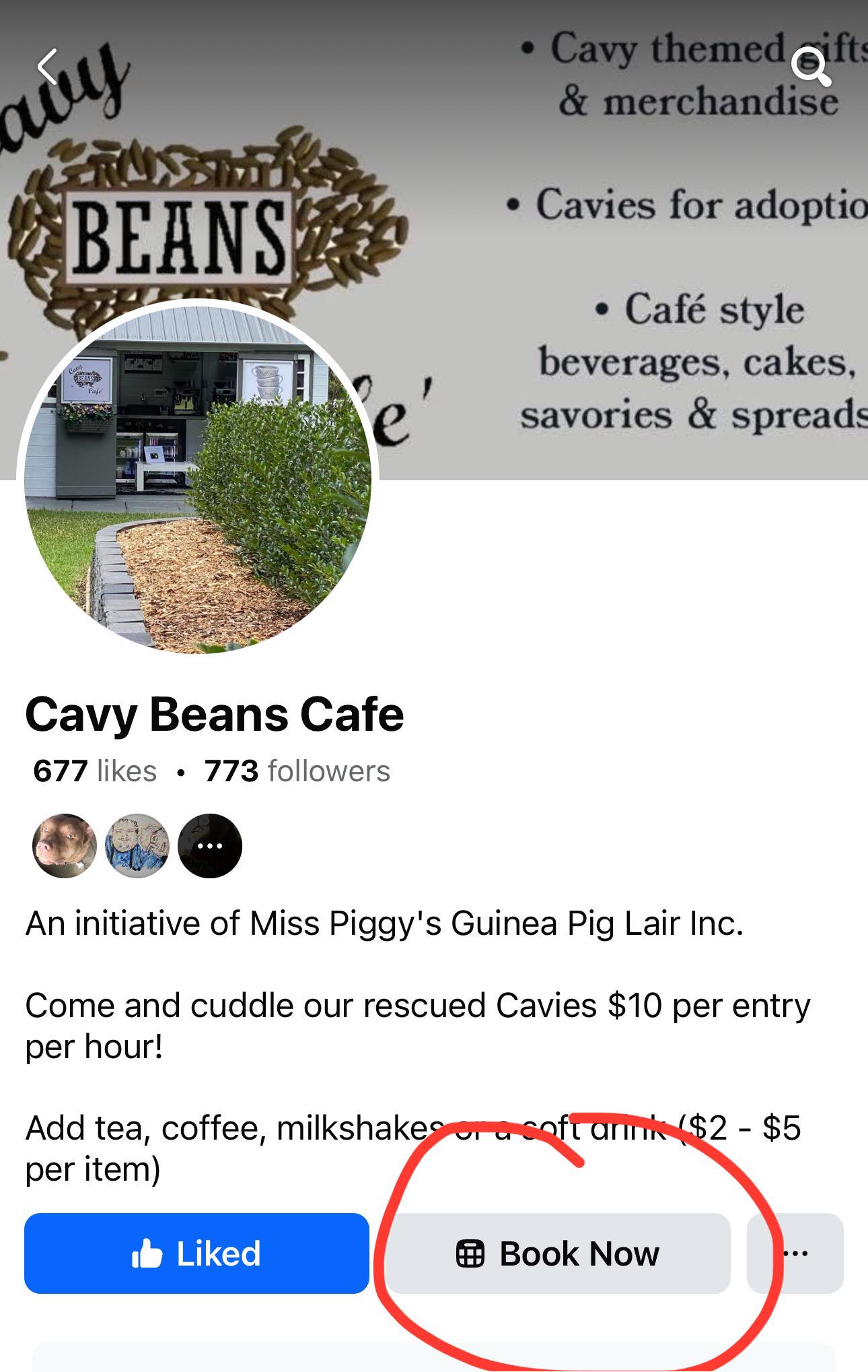 Beautiful view of Guinea Pig Cafe Tampa Fl