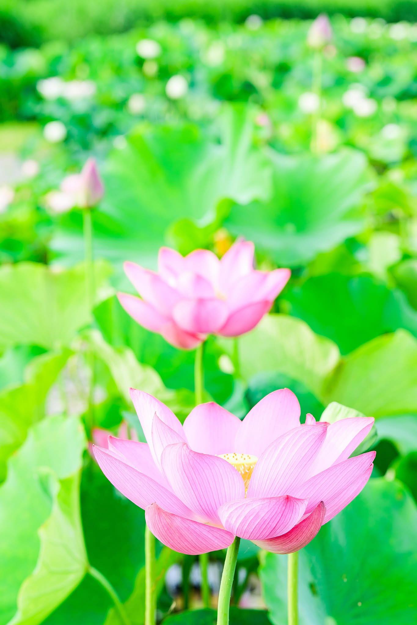 🎗茨城県から鮮やかに美しい桜咲く風景 【ネイチャーセンターの蓮花