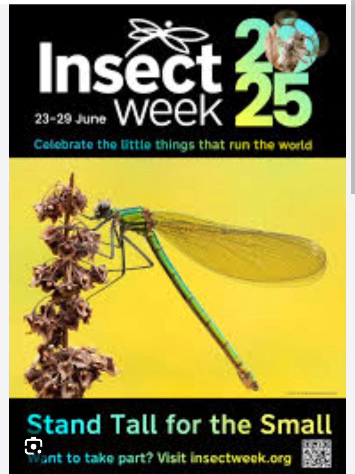 Acadiana - Insect Week is a celebration of all insects, from ants to ...