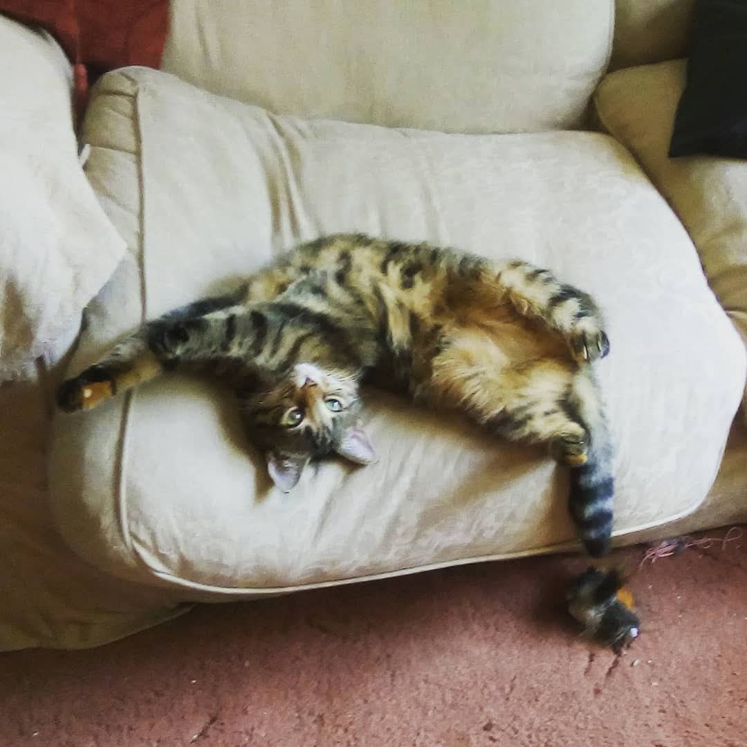 As it's a Sunday morning I... - Shelley the Gardening Cat | Facebook