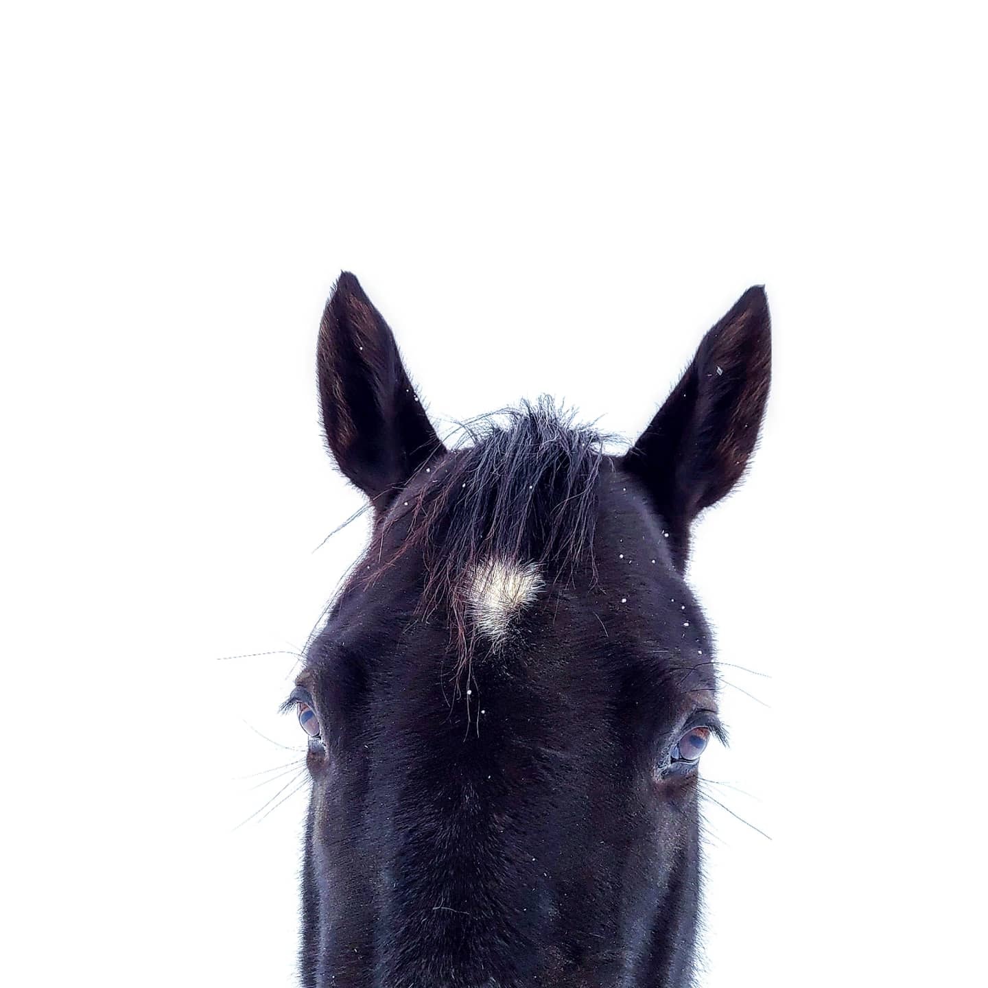 The only downside to R+ training: It... - The Positive Pony