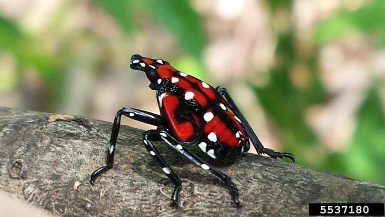 Maryland Department of Natural Resources- Wildlife & Heritage Service ...