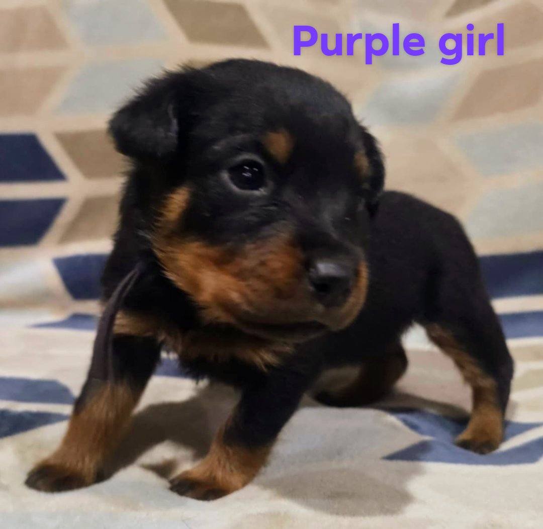 Rusk Rottweilers | Oakland OR