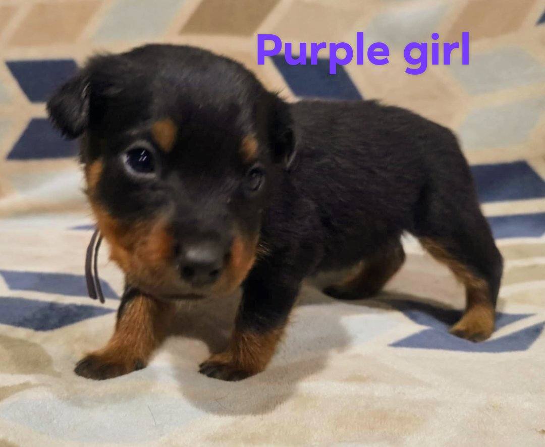 Rusk Rottweilers | Oakland OR
