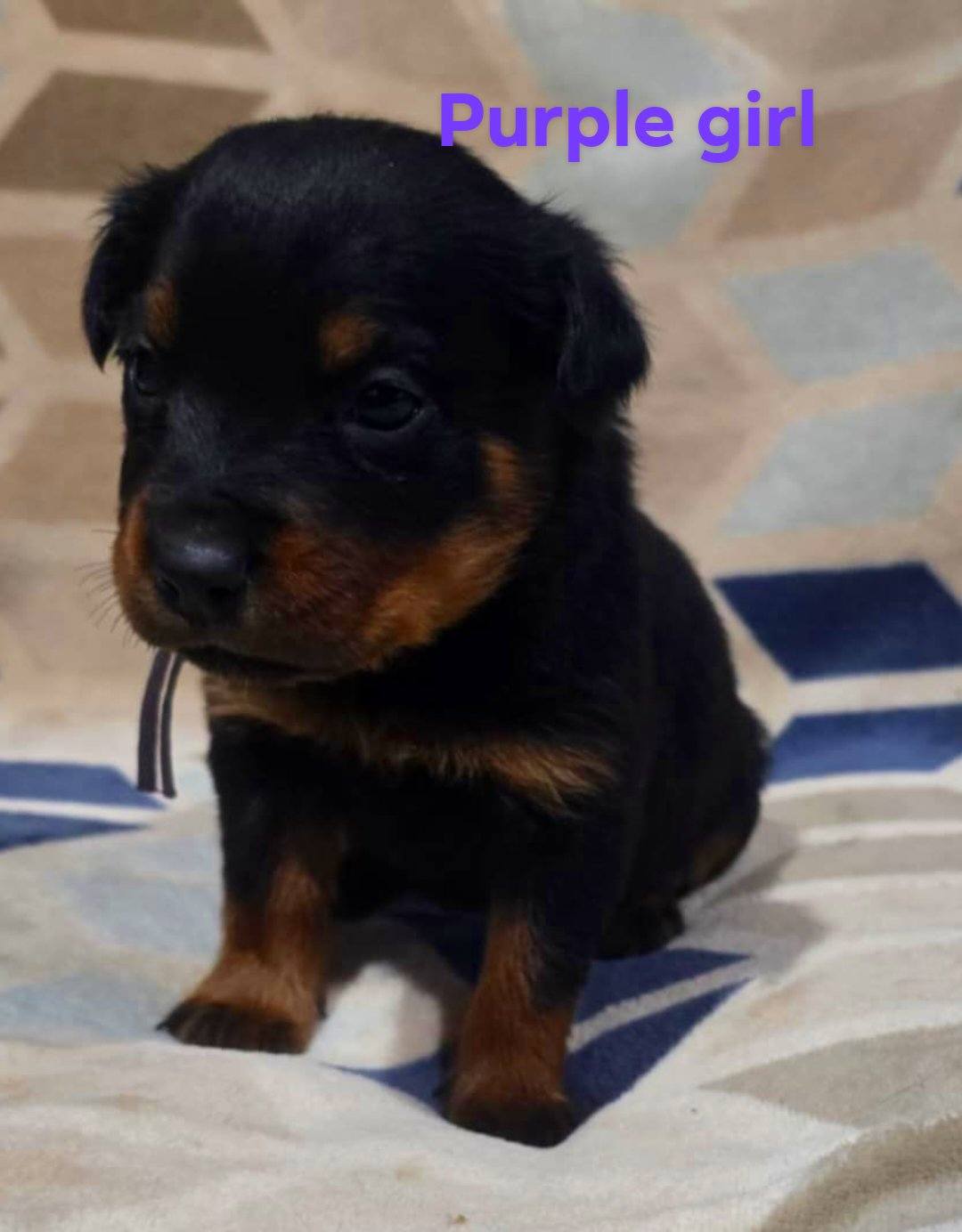 Rusk Rottweilers | Oakland OR