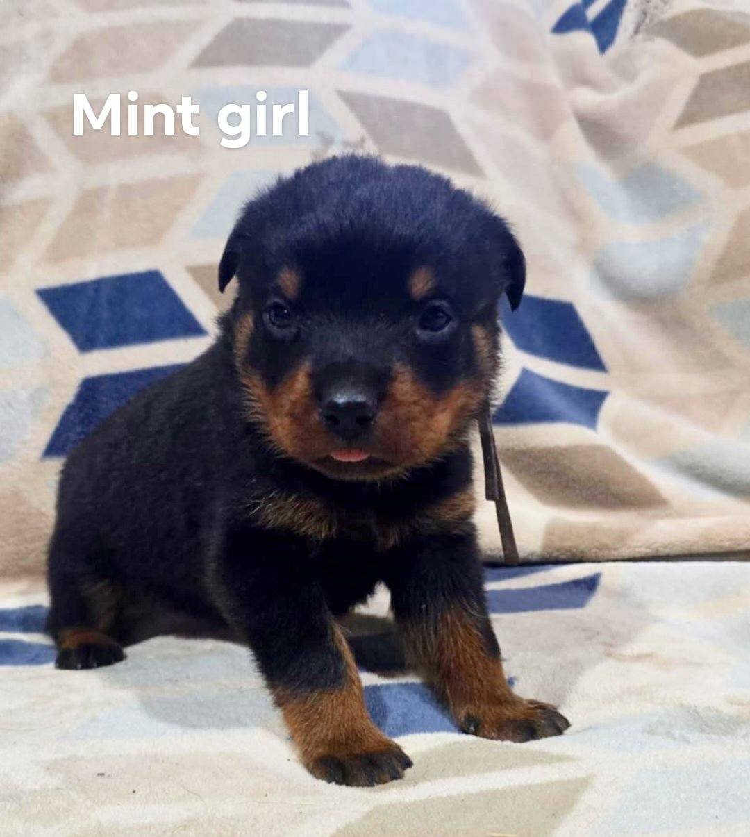 Rusk Rottweilers | Oakland OR