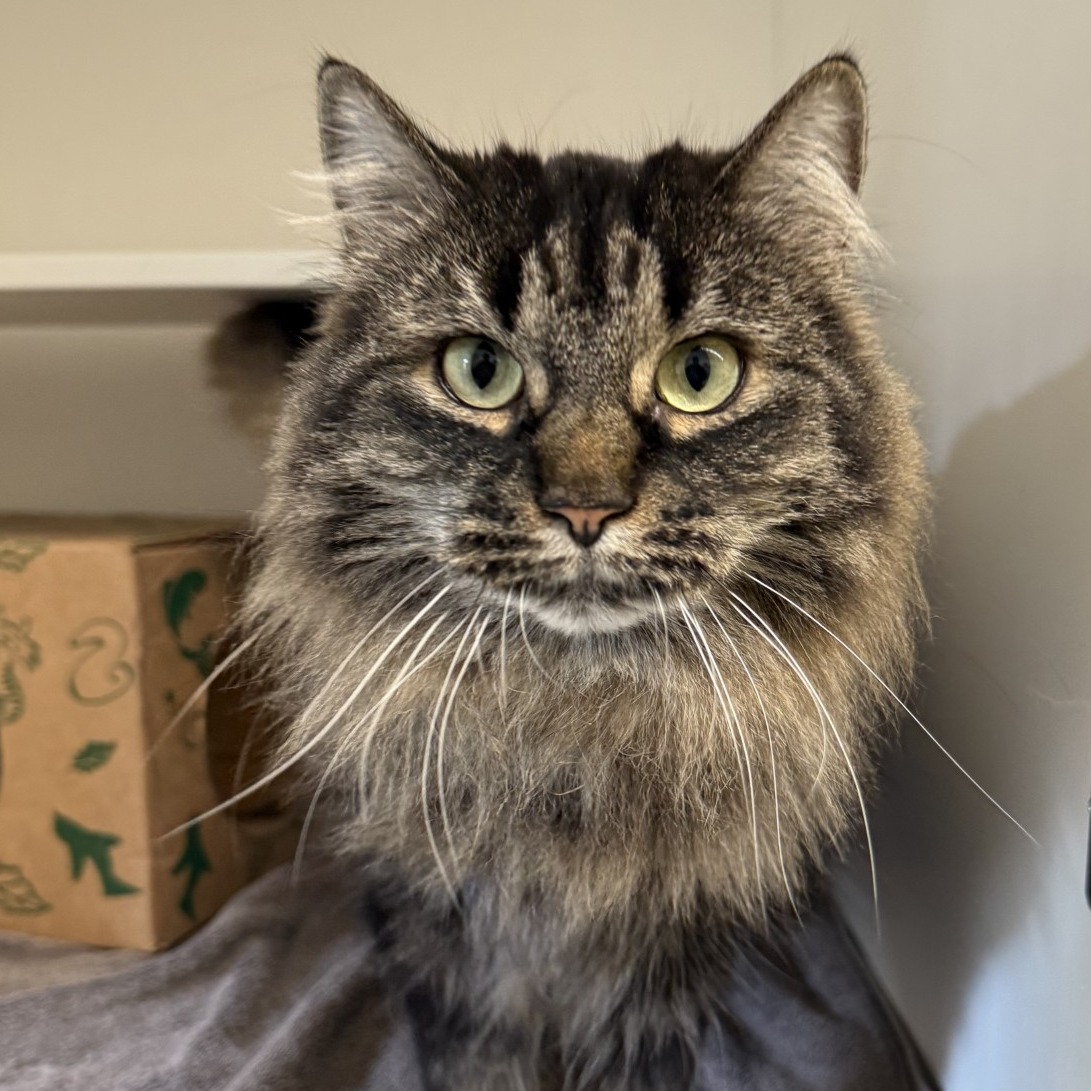 Little - 🧶😻Meet May — Your New Best Friend! 😻🧶 May is the kind of cat ...