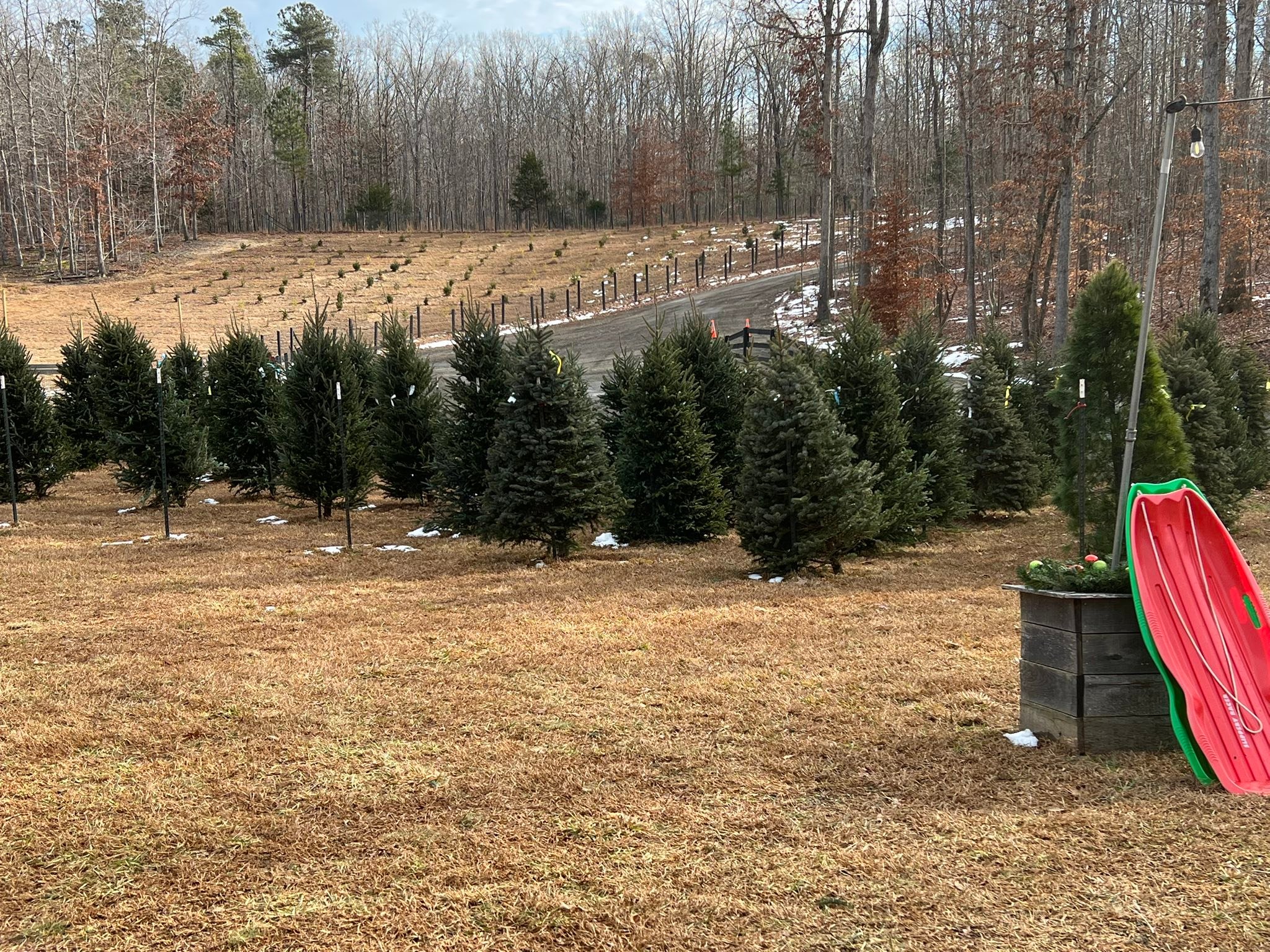Tara Noel Christmas Tree Farm | Amelia Court House VA