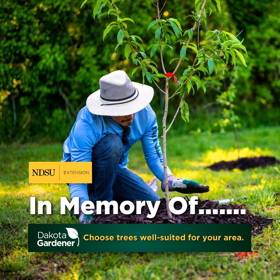 NDSU - Trees are often planted in memory of loved ones who have died ...