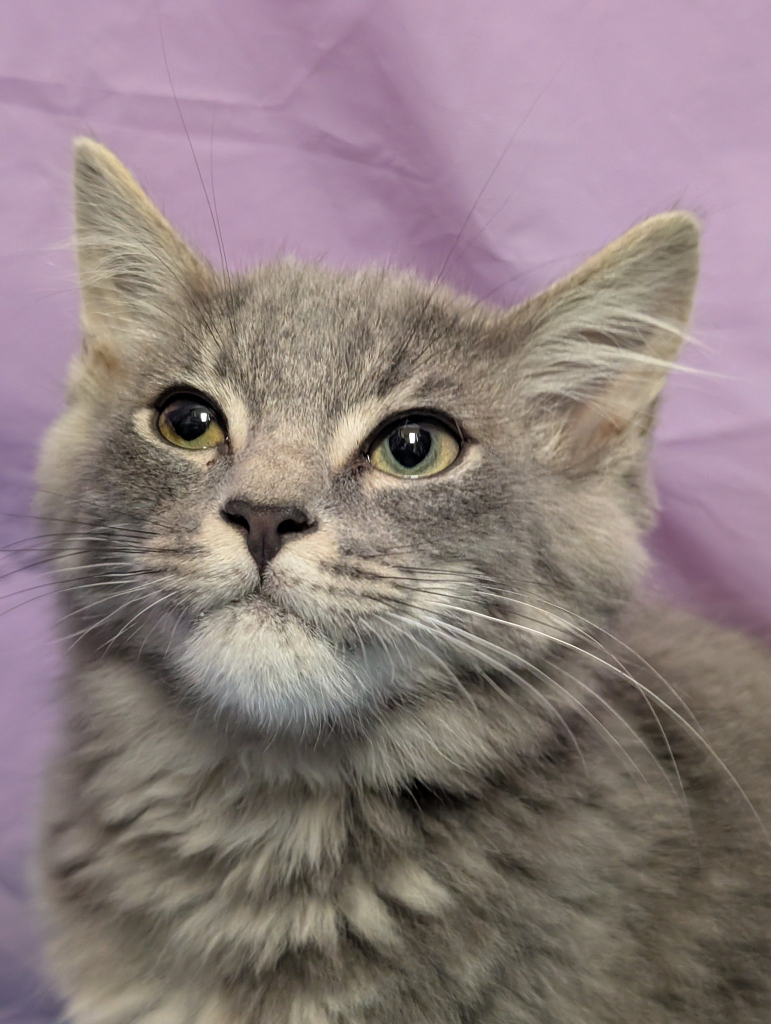 Triad Independent Cat... - Triad Independent Cat Rescue