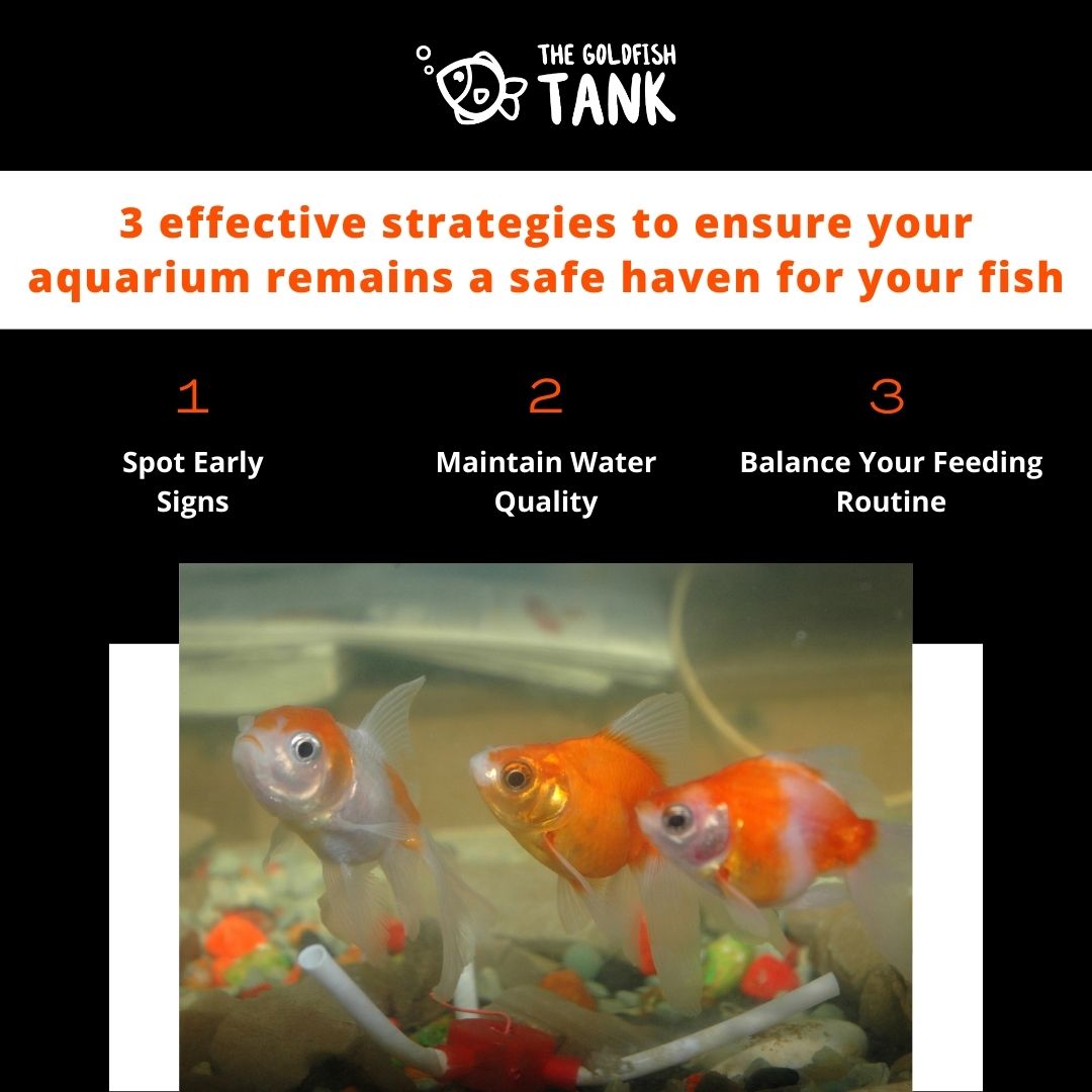 Curated visual reference: Visual Reference: The Goldfish Confused About Whether Goldfish Can Eat The Same